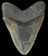 Huge, Megalodon Tooth - South Carolina #42235-2